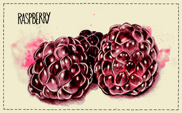 watercolor and pencil illustration of raspberries with the handwriting raspberry vector art illustration