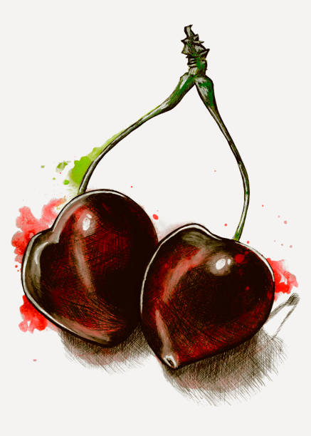 watercolor and pencil illustration of cherries vector art illustration