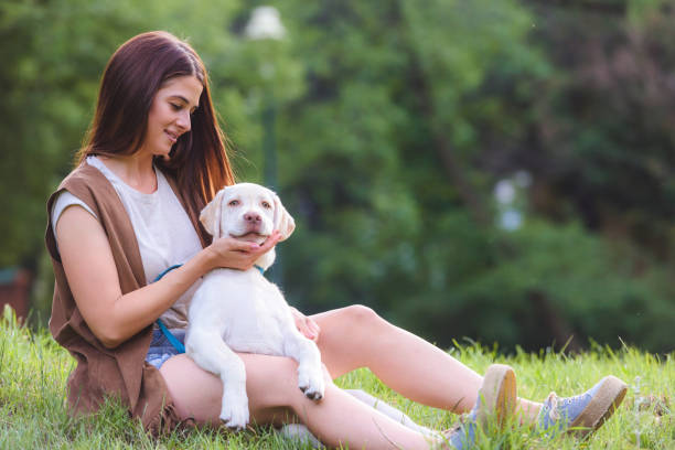 istock Young woman playing with Labrador Retriever in public park 966298364