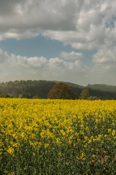 istock Big fields of yellow rapeseed and the blue sky with clouds 966302570