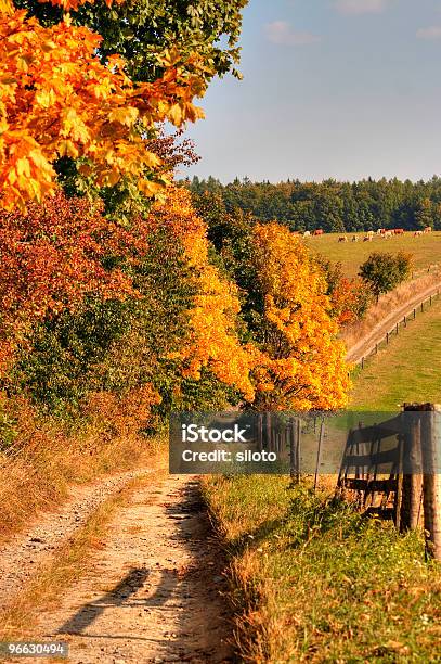 Country Road And Autumn Landscape Stock Photo - Download Image Now - Autumn, Cattle, Color Image