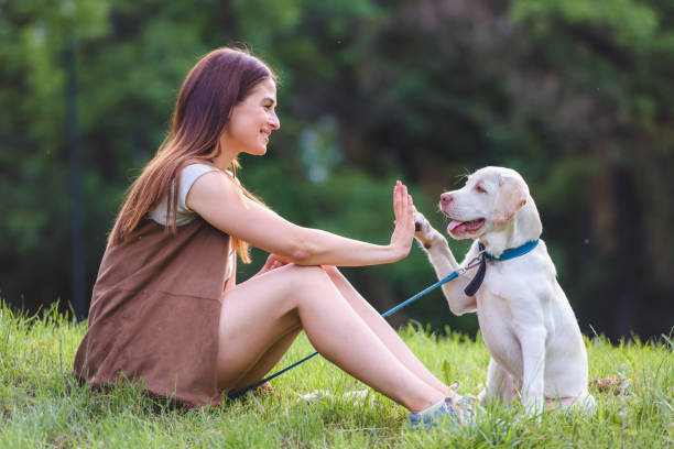 istock Young woman playing with Labrador Retriever in public park 966306446