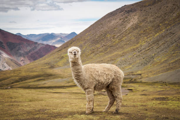 A lonely llama is standing on the plateau in the wild - Peru stock photo