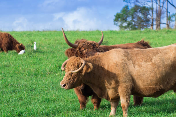 istock Cow bull in green grassy paddock on a farm 966309880