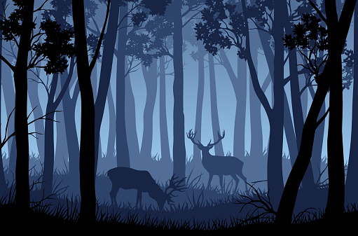Vector blue night forest landscape with silhouettes of trees and two deers