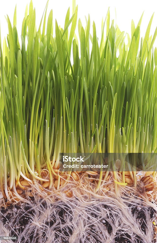 Пшеница Ячмень деревьев - Стоковые фото Росток - Стадия развития растения роялти-фри