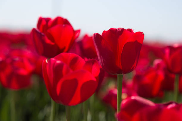 istock Hollandse tulpen 966315020
