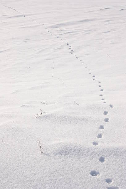 istock Trail animal on the snow 96631594