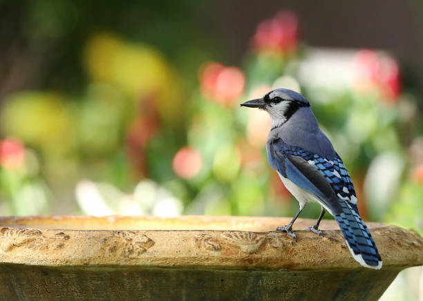 kleurrijke blauwe gaai - bird water bath garden stockfoto's en -beelden