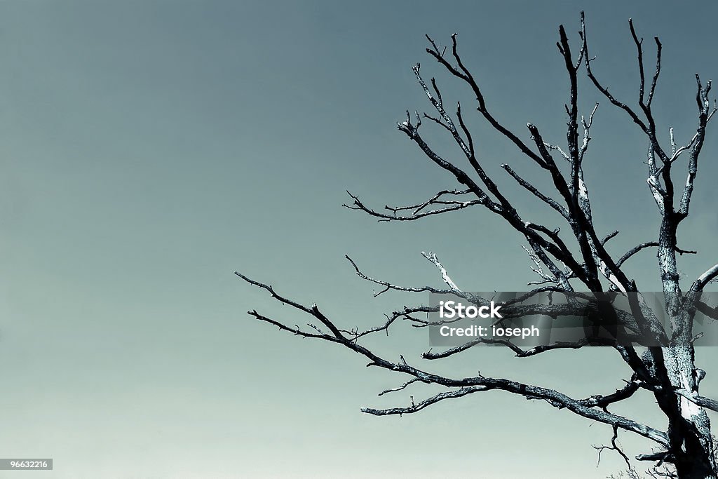 dead Baum - Lizenzfrei Abgeschiedenheit Stock-Foto