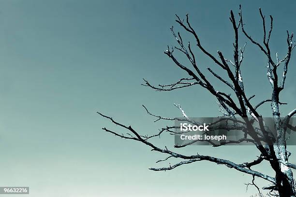 Martwe Drzewo - zdjęcia stockowe i więcej obrazów Bez ludzi - Bez ludzi, Bezlistne drzewo, Choroba