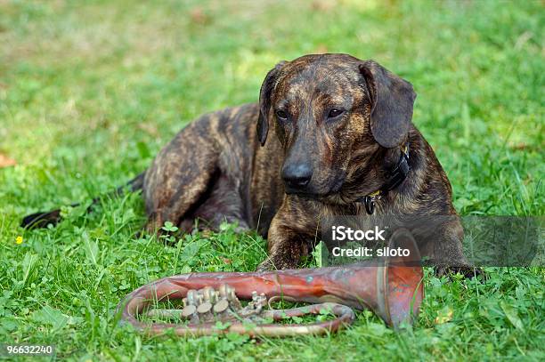 Foto de Goleiro De Um Trompete e mais fotos de stock de Amarrotado - Amarrotado, Animal, Animal de estimação