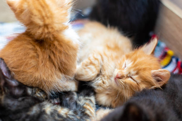 istock Funny cat in a cozy home 966323230