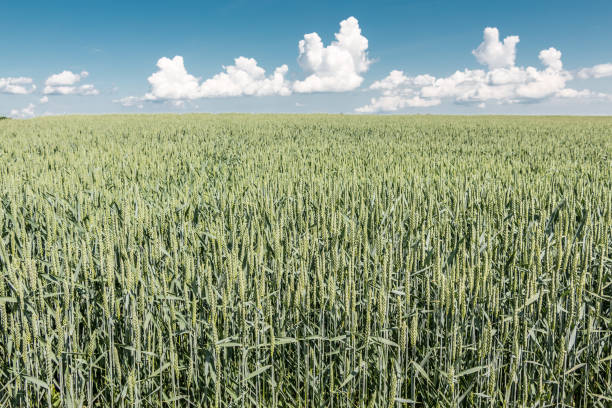 istock Green grain on a big german grain field 966323500