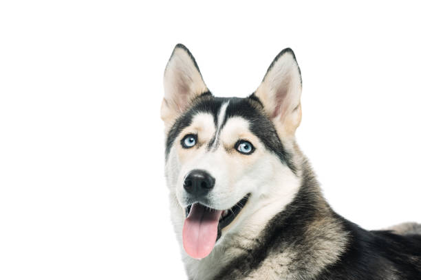 istock portrait of cute husky isolated on white background 966323670