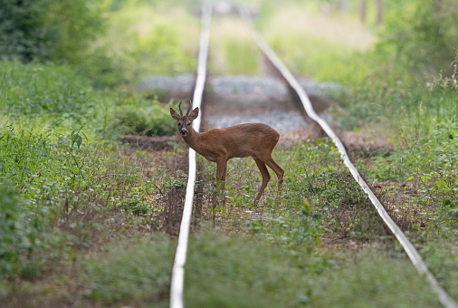 A roe buck is standing between rails. Two times in the week the old railway is used by a train. The relaxed strong buck knows that.