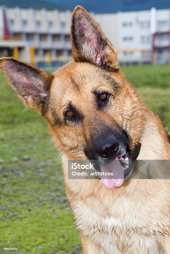 German Shepherd  Animal Stock Photo