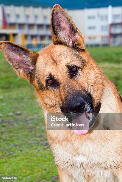 German Shepherd Stock Photo - Download Image Now - Animal, Animal Hair, Beauty In Nature