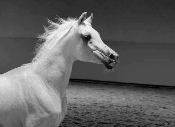 白いアラビアンスタリオン肖像画 - アラビアの馬 - モノクロ - horse arabian horse arabia white ストックフォトと画像