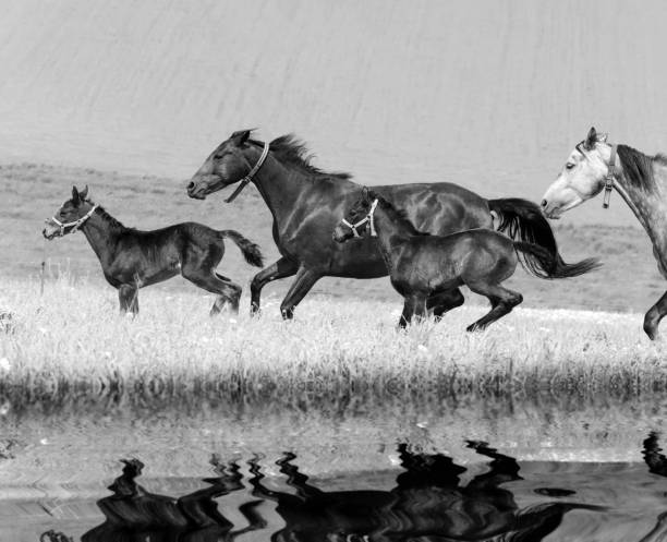 istock Galloping horses - mares and foals - monochrome 966327168
