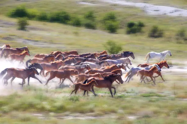The herd of horses runs