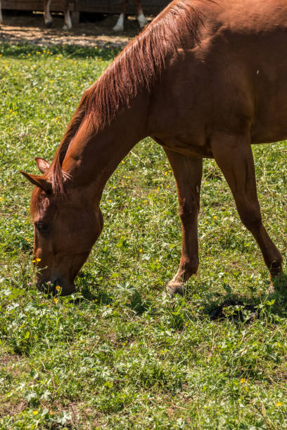 istock Horses on the green meadow 966329858