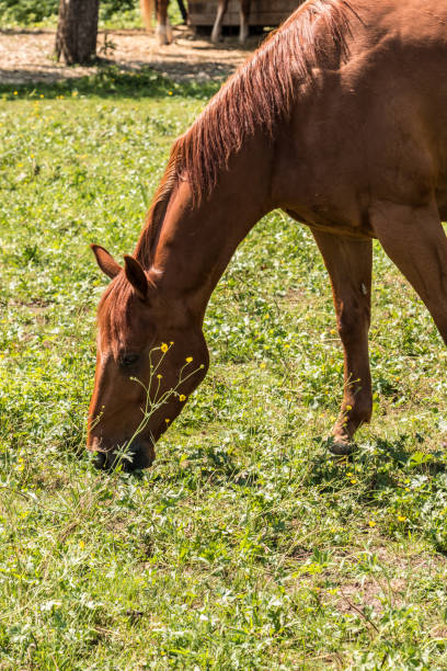 istock Horses on the green meadow 966330338