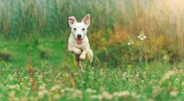 jack russell parson terrier courant vers la caméra - pets grass scenics dog photos et images de collection