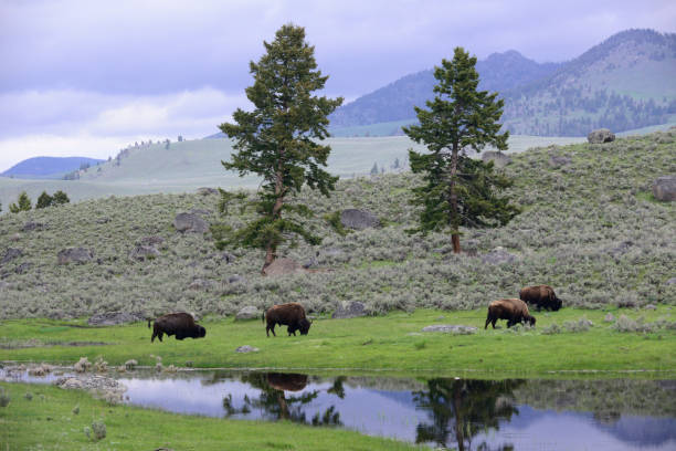 istock Buffalo, Yellowstone, WY 966334528