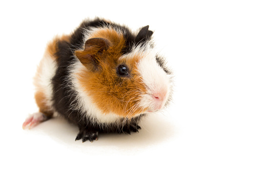 Small guinea pig isolated on white. Cavia porcellus. Tricolor