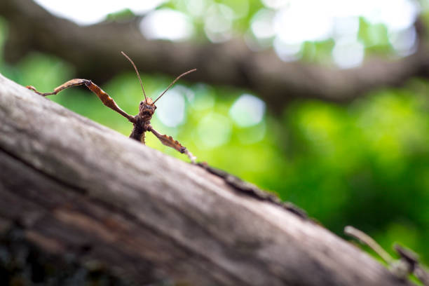 Boasca Insect 40+ Giant Prickly Stick Insect Extatosoma Tiaratum Stock Photos ...