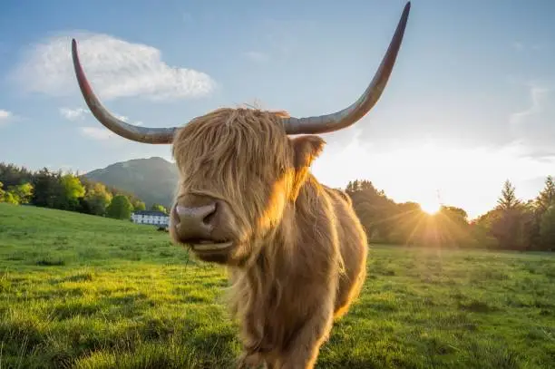 Highland cattle (Scottish Gaelic: Bò Ghàidhealach; Scots: Heilan coo) are a Scottish cattle breed. They have long horns and long wavy coats and they are raised for their meat.
