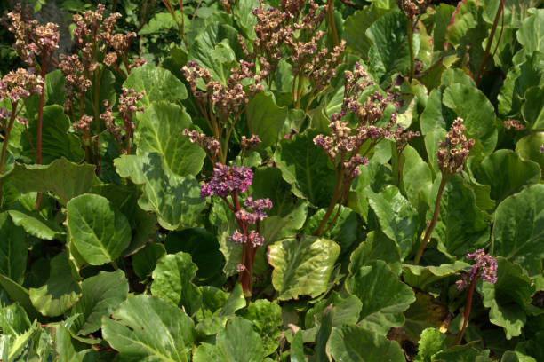 istock Flowering green plant 966342408