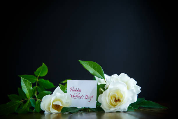 istock beautiful white blooming roses 966342768