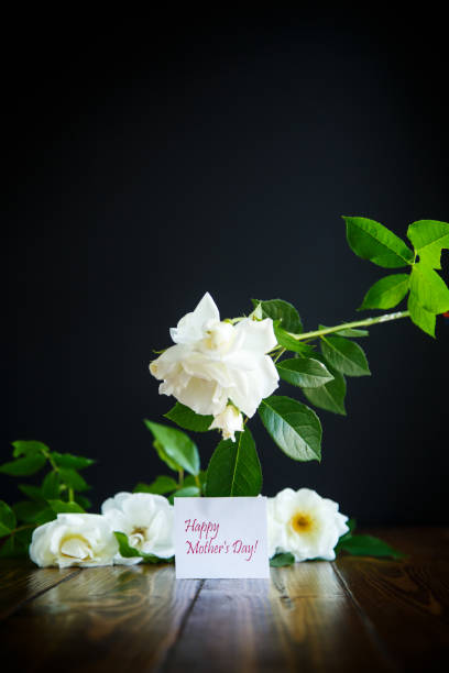 istock beautiful white blooming roses 966343296