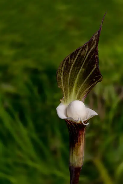 Photo of Arisaema sikokianum, Japanese Jack-in-the-Pulpit, selective focus