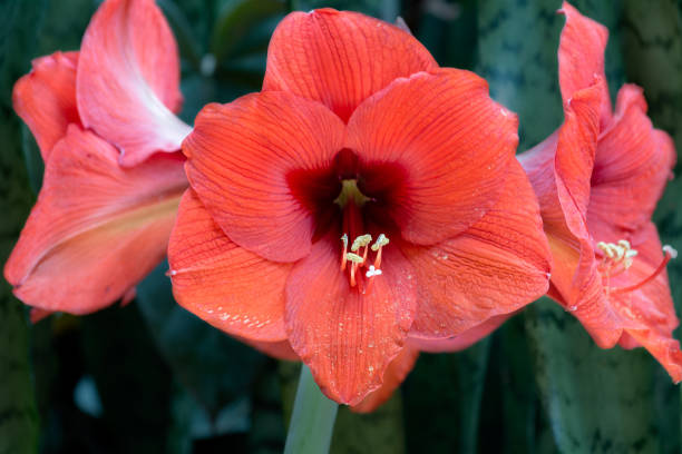 istock Red Amaryllis , in nature background, top side view 966343442