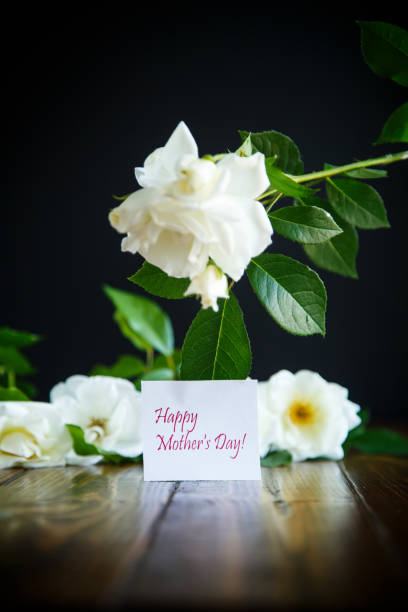 istock beautiful white blooming roses 966345682