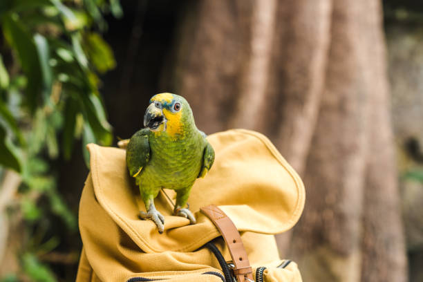 istock beautiful green afrotropical parrot perching on vintage yellow backpack 966345852