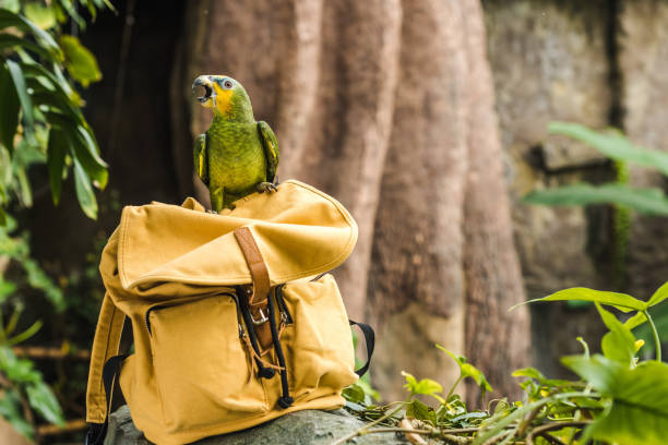 istock adorable green afrotropical parrot perching on vintage yellow backpack in rainforest 966345902
