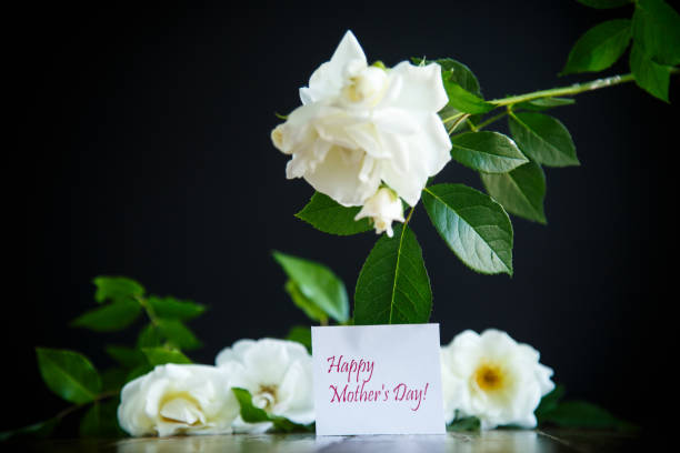 istock beautiful white blooming roses 966346102