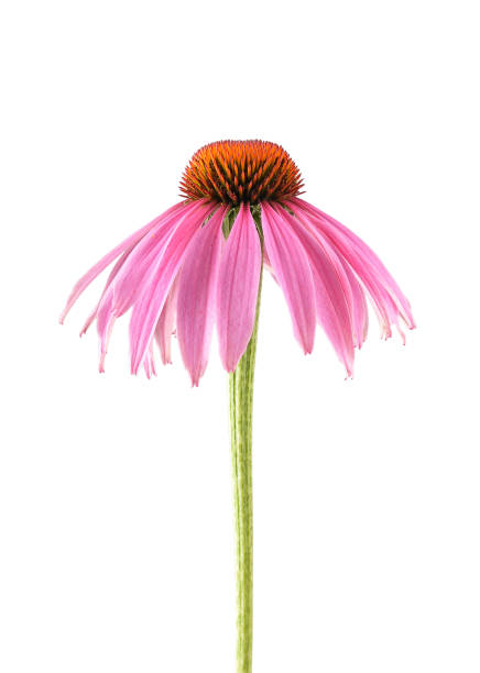 istock Purple coneflower on isolated background 966346250