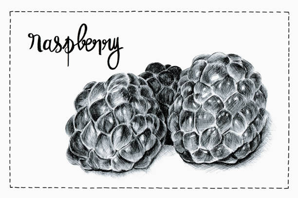 ballpoint pen illustration of raspberries with the handwriting raspberry vector art illustration