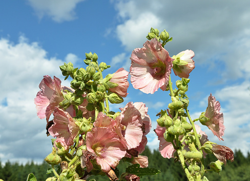 Common Hollyhock in front of sky