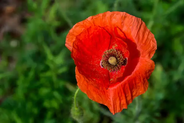 closeup of red corn poppy with pollen