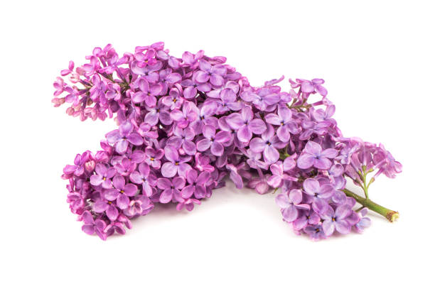 istock Branch of purple lilac 966347262
