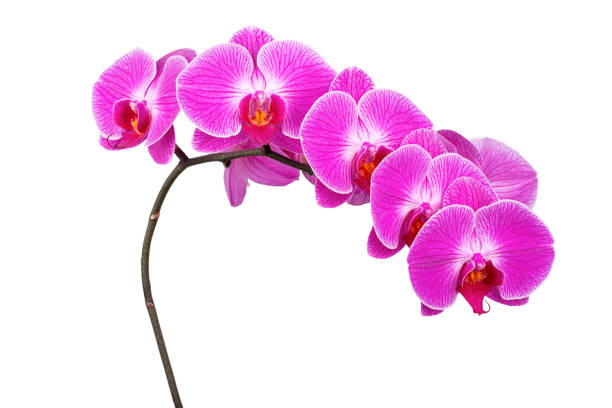 istock Branch purple Orchid 966349696