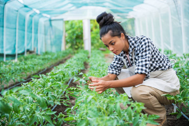 istock Female worker in greenhouse 966349906