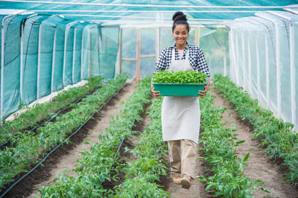istock Smiling asian farmer carrying crate with tomato plants 966349924