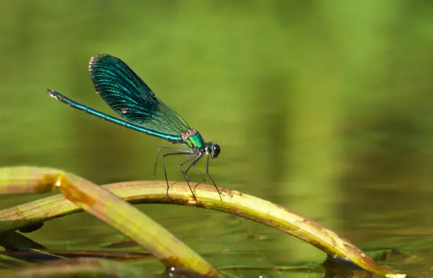 Photo of Dragonfly sitting on a water stick 5